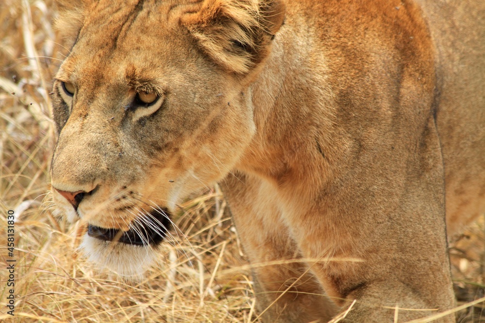 Fototapeta premium Closeup view of a lion face
