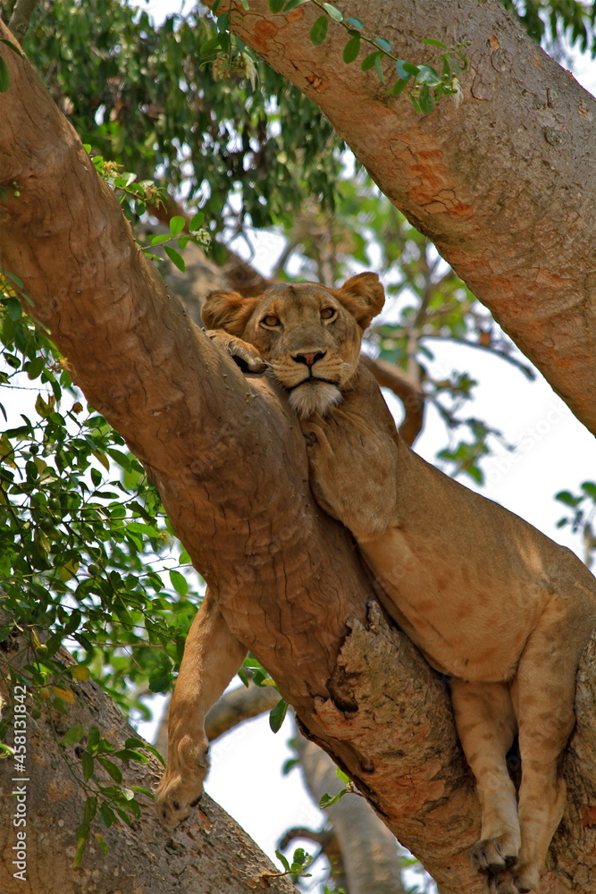 Portrait of a lion in the tree, Uganda Portrait of a lion in the tree, Uganda