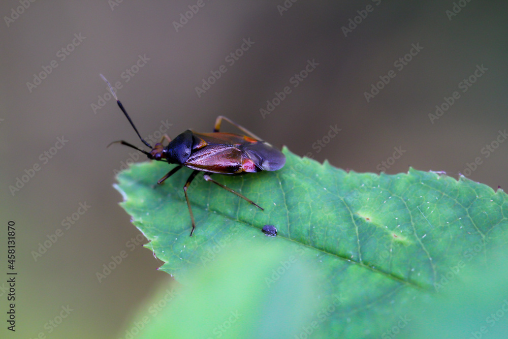 Naklejka premium Eine Wanze auf einer Pflanze. Portrait einer Wanze.