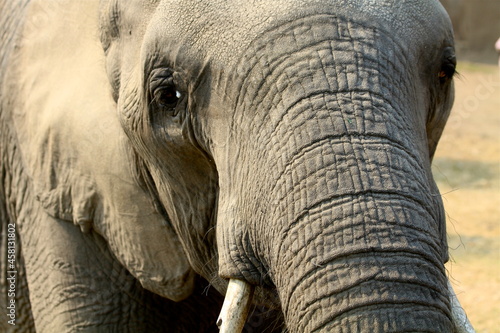 close up of an elephant face