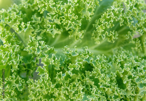 Background of common curly kale