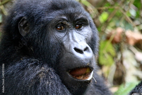 Mountain gorilla face portrait, Bwindi impenetrable forest National park, Uganda 