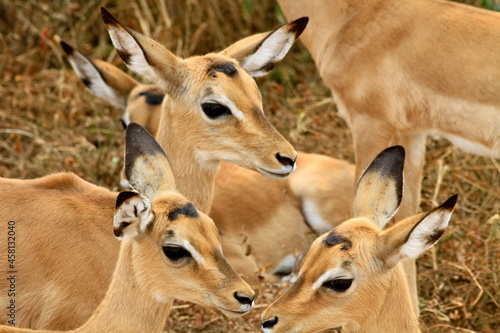 impala in the savannah, uganda