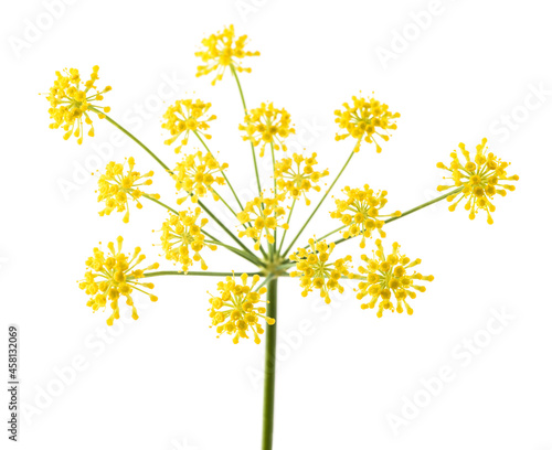 Wild fennel flowers