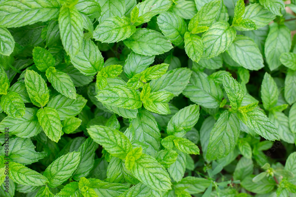 Green leaves of peppermint. Vegetable background, texture Green leaves of peppermint. Vegetable background, texture