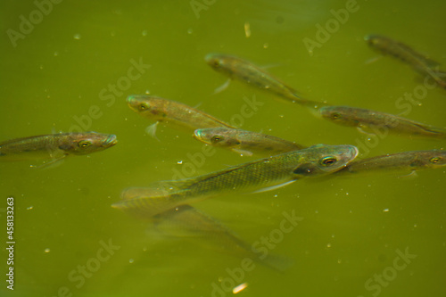 peces nadando en el estanque de culiacan botanico © Roberto