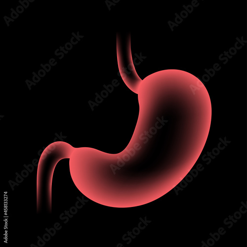 Stomach anatomy 3D