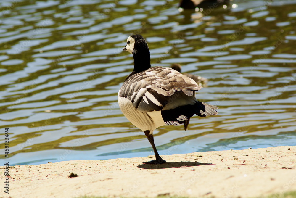 Fototapeta premium Barnacla cariblanca retocando su plumaje cerca del agua.