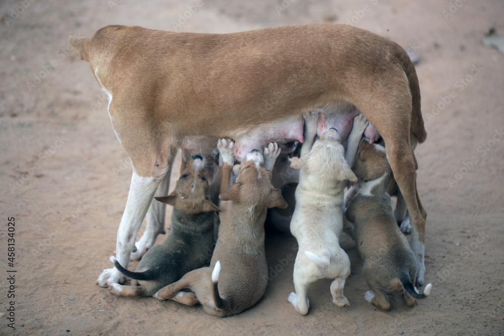 Sambuya, in the Gambia, Africa, May 29, 2020, - wide angle photography animal photography - portrait of a female dog mother standing outdoors, feeding a group of brown, beige and white puppies,