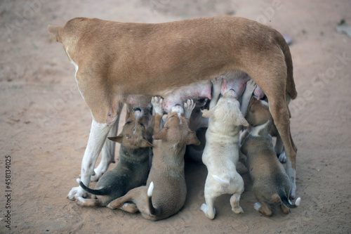 Obraz na płótnie Sambuya, in the Gambia, Africa, May 29, 2020, - wide angle photography animal photography - portrait of a female dog mother standing outdoors, feeding a group of brown, beige and white puppies, w salonie