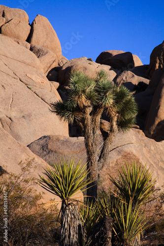 Joshua Tree Park Narodowy, Stany Zjednoczone photo