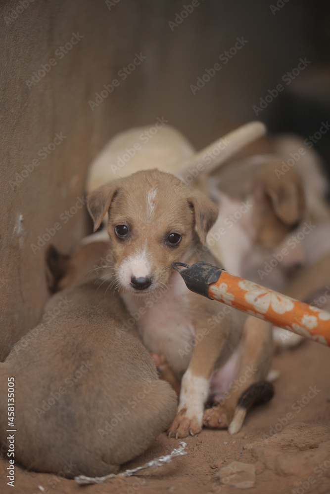 closeup of an Africanis dog puppy with brown fur and white muzzle, with black nose, chewing on the end of a broom stick, by a wall, outdoors on a sunny day in the Gambia, Africa