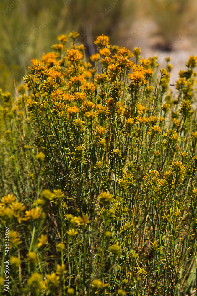 Obraz premium Kwiaty pustyni