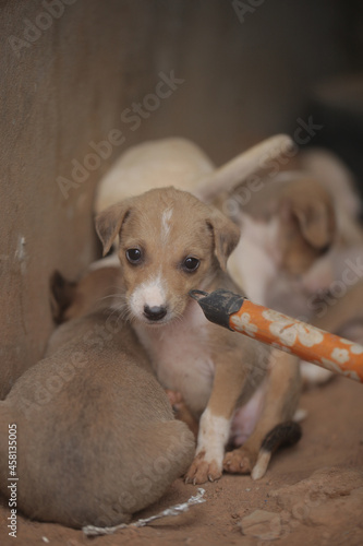 Obraz na płótnie closeup of an Africanis dog puppy with brown fur and white muzzle, with black nose, chewing on the end of a broom stick, by a wall, outdoors on a sunny day in the Gambia, Africa w salonie