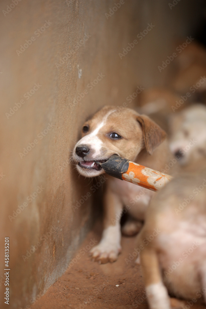 closeup of an Africanis dog puppy with brown fur and white muzzle, with black nose, chewing on the end of a broom stick, by a wall, outdoors on a sunny day in the Gambia, Africa