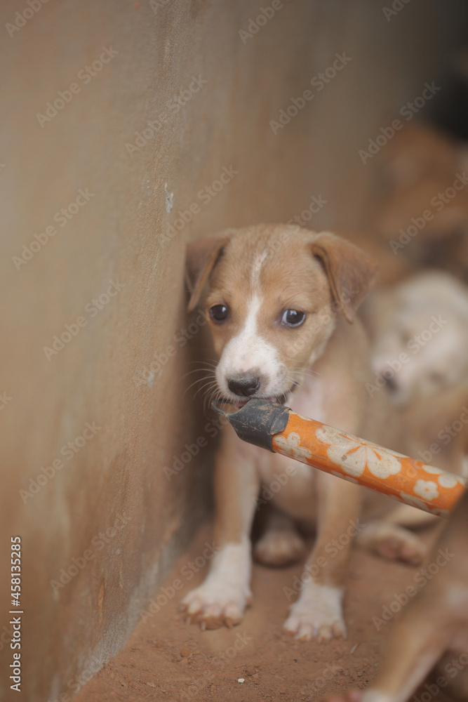 closeup of an Africanis dog puppy with brown fur and white muzzle, with black nose, chewing on the end of a broom stick, by a wall, outdoors on a sunny day in the Gambia, Africa
