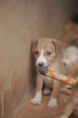 Obraz na płótnie closeup of an Africanis dog puppy with brown fur and white muzzle, with black nose, chewing on the end of a broom stick, by a wall, outdoors on a sunny day in the Gambia, Africa w salonie