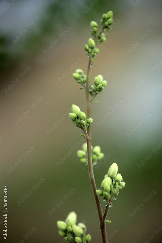 closeup nature photography - macro  of a green and white medical plant moringa oleifera  bud and flowers, ith colorful background , outdoors on a sunny day in the Gambia, Africa