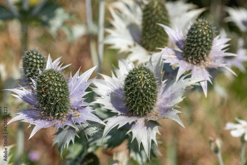 Close up of alpine sea holly (eryngium alpinium) flowers in bloom Close up of alpine sea holly (eryngium alpinium) flowers in bloom
