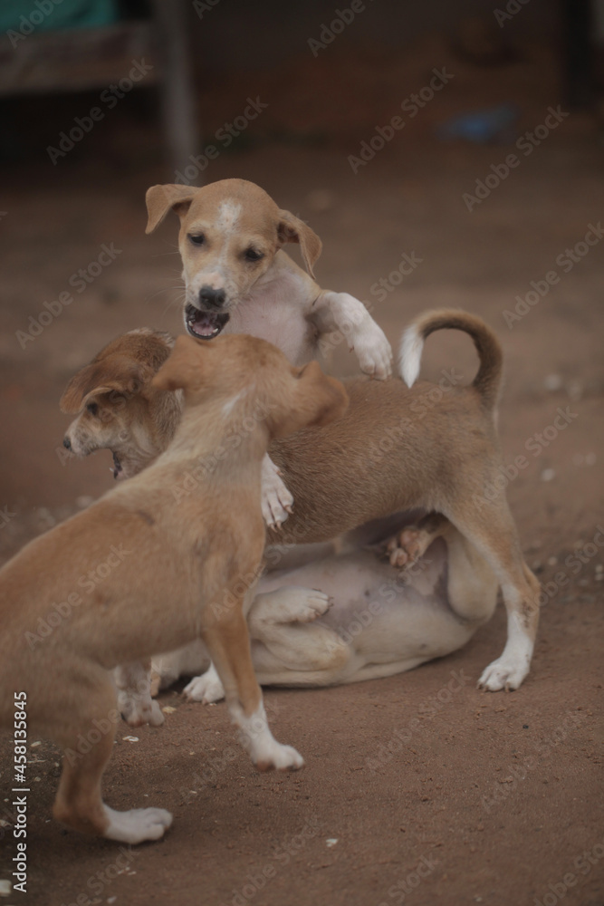 animal closeup - vertical photography of a group of small brown and white africanis dog puppies playing with each other on a sandy ground, on a sunny day in the Gambia, Africa