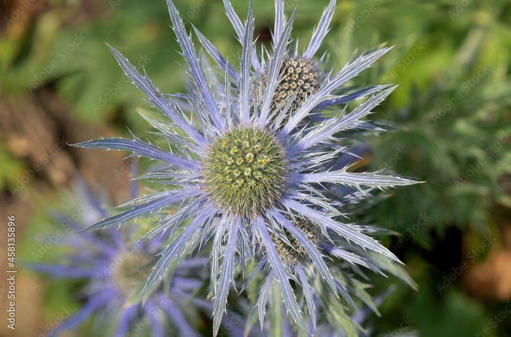Close up of an alpine sea holly (eryngium alpinium) flower in bloom Close up of an alpine sea holly (eryngium alpinium) flower in bloom