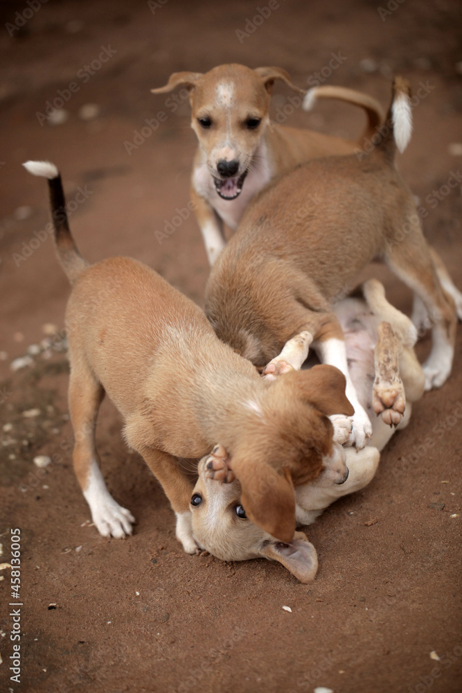 animal closeup - vertical photography of a group of small brown and white africanis dog puppies playing with each other on a sandy ground, on a sunny day in the Gambia, Africa