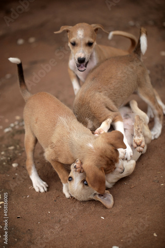 Obraz na płótnie animal closeup - vertical photography of a group of small brown and white africanis dog puppies playing with each other on a sandy ground, on a sunny day in the Gambia, Africa w salonie