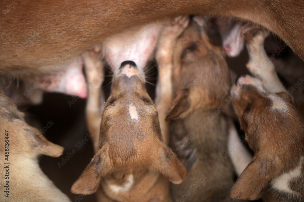 Sambuya, in the Gambia, Africa, May 29, 2020, closeup portrait - horizontal animal photography - brown, beige and white puppies suckling on mother breast , outdoors on a sunny day