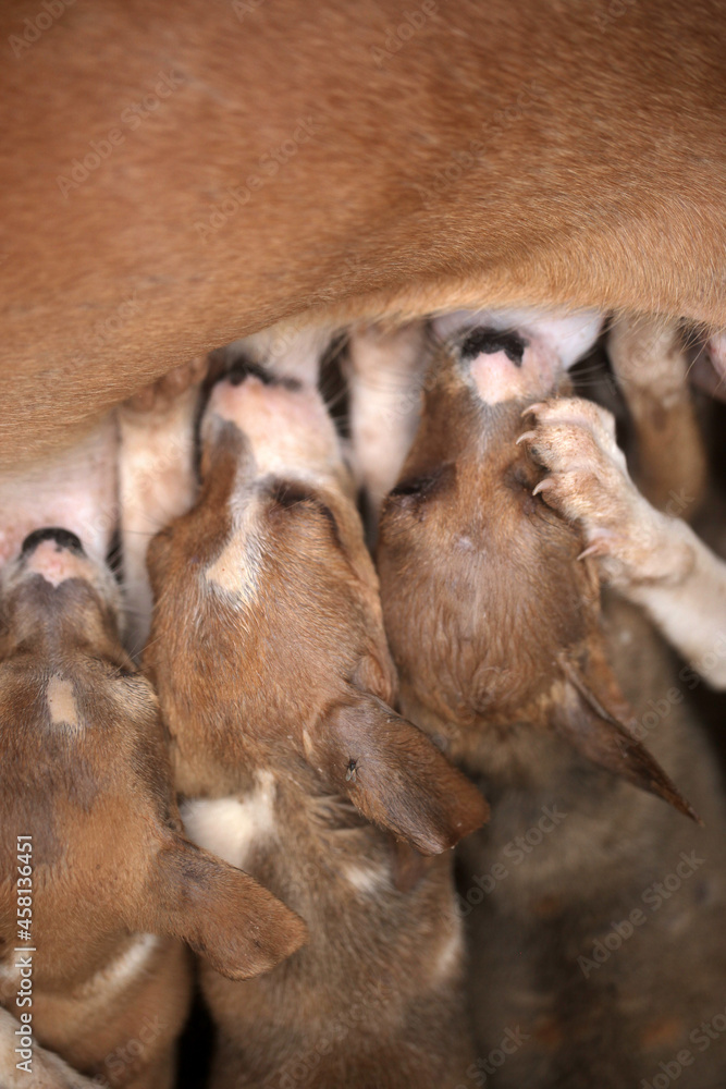 Sambuya, in the Gambia, Africa, May 29, 2020, - wide angle photography animal photography - portrait of a female dog mother standing outdoors, feeding a group of brown, beige and white puppies,