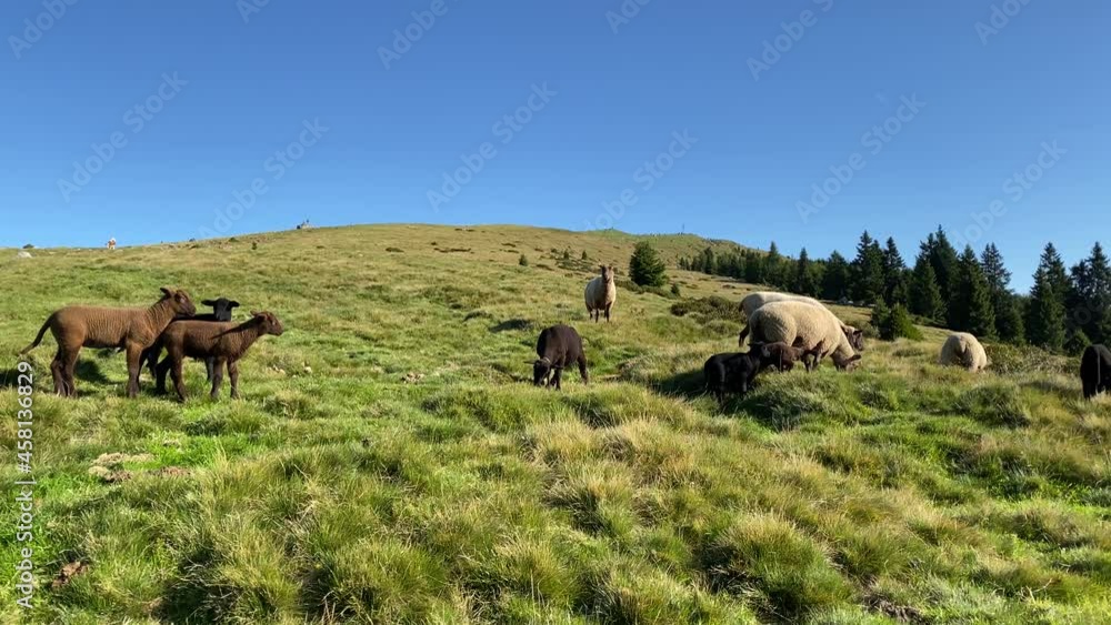 several small black, brown lambs stand protected by their parents in the flock, eating fresh grass. two lambs are drinking milk from their mother. alive, nature, running, woolly. several small black, brown lambs stand protected by their parents in the flock, eating fresh grass. two lambs are drinking milk from their mother. alive, nature, running, woolly.