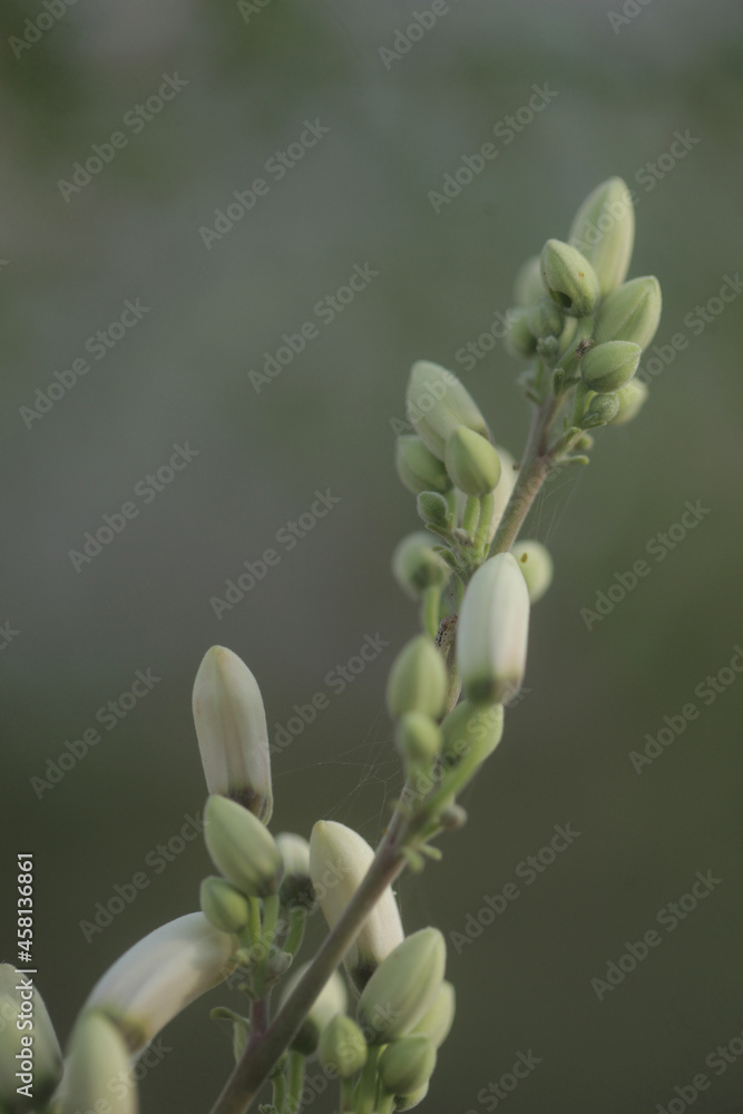 closeup nature photography - macro of a green and white medical plant moringa oleifera bud and flowers, ith colorful background , outdoors on a sunny day in the Gambia, Africa