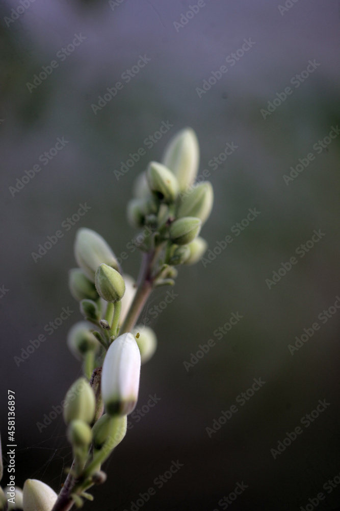 closeup nature photography - macro of a green and white medical plant moringa oleifera bud and flowers, ith colorful background , outdoors on a sunny day in the Gambia, Africa
