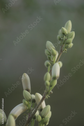 Obraz na płótnie closeup nature photography - macro of a green and white medical plant moringa oleifera bud and flowers, ith colorful background , outdoors on a sunny day in the Gambia, Africa w salonie