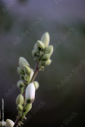 Obraz na płótnie closeup nature photography - macro of a green and white medical plant moringa oleifera bud and flowers, ith colorful background , outdoors on a sunny day in the Gambia, Africa w salonie