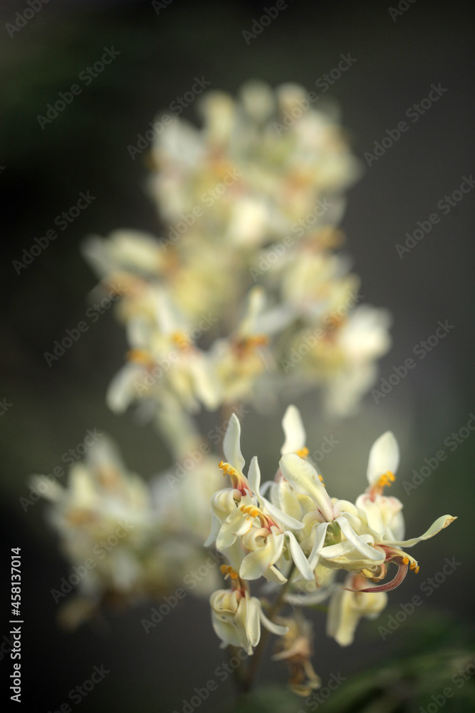 closeup nature photography - macro of a green and white medical plant moringa oleifera bud and flowers, ith colorful background , outdoors on a sunny day in the Gambia, Africa