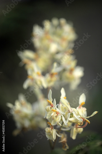 Obraz na płótnie closeup nature photography - macro of a green and white medical plant moringa oleifera bud and flowers, ith colorful background , outdoors on a sunny day in the Gambia, Africa w salonie