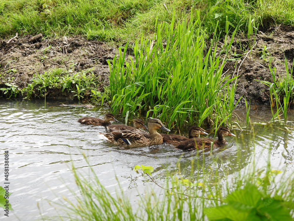 A family of ducks is swimming in a small stream A family of ducks is swimming in a small stream