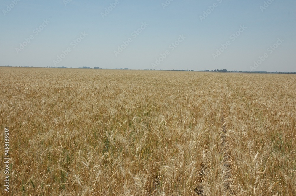 Golden wheat fields
