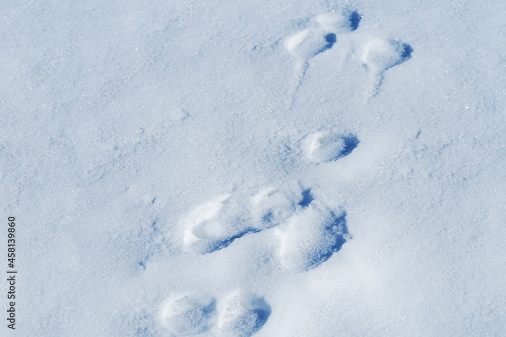 Traces of animals in the snow.  Animal footprints going through the snow