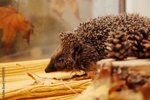 Close-up of a European hedgehog in colourful yellow and orange Autumn leaves. Horizontal. Space for copy.