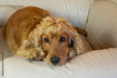 cute cocker spaniel with sad eyes on a white armchair in the house