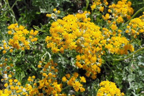 Tanacetum or partridge feather   green and silver white foliage with yellow flowers. Tansies  Asteraceae