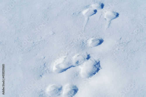 Traces of animals in the snow. Animal footprints going through the snow