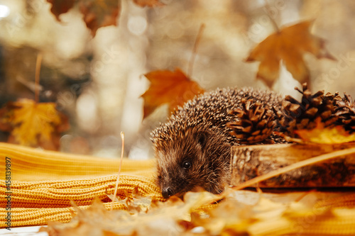 Close-up of a European hedgehog in colourful yellow and orange Autumn leaves. Horizontal. Space for copy.