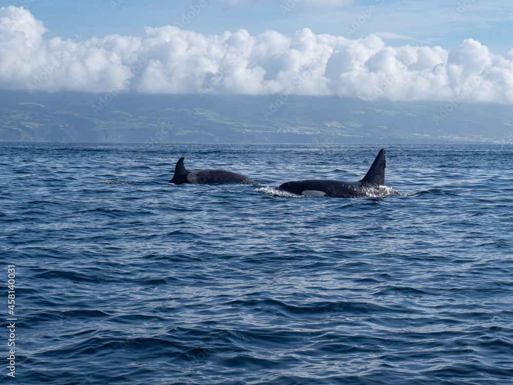 Fototapeta premium Amazing sunset in atlantic ocean with waves and wildlife dolphins and killer whales in açores, azores, portugal 
