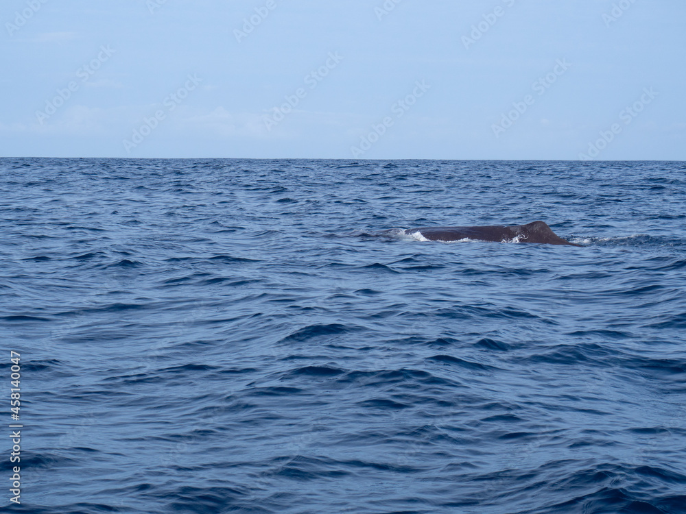 Amazing sunset in atlantic ocean with waves and wildlife dolphins and sperm whales in açores, azores, portugal Amazing sunset in atlantic ocean with waves and wildlife dolphins and sperm whales in açores, azores, portugal