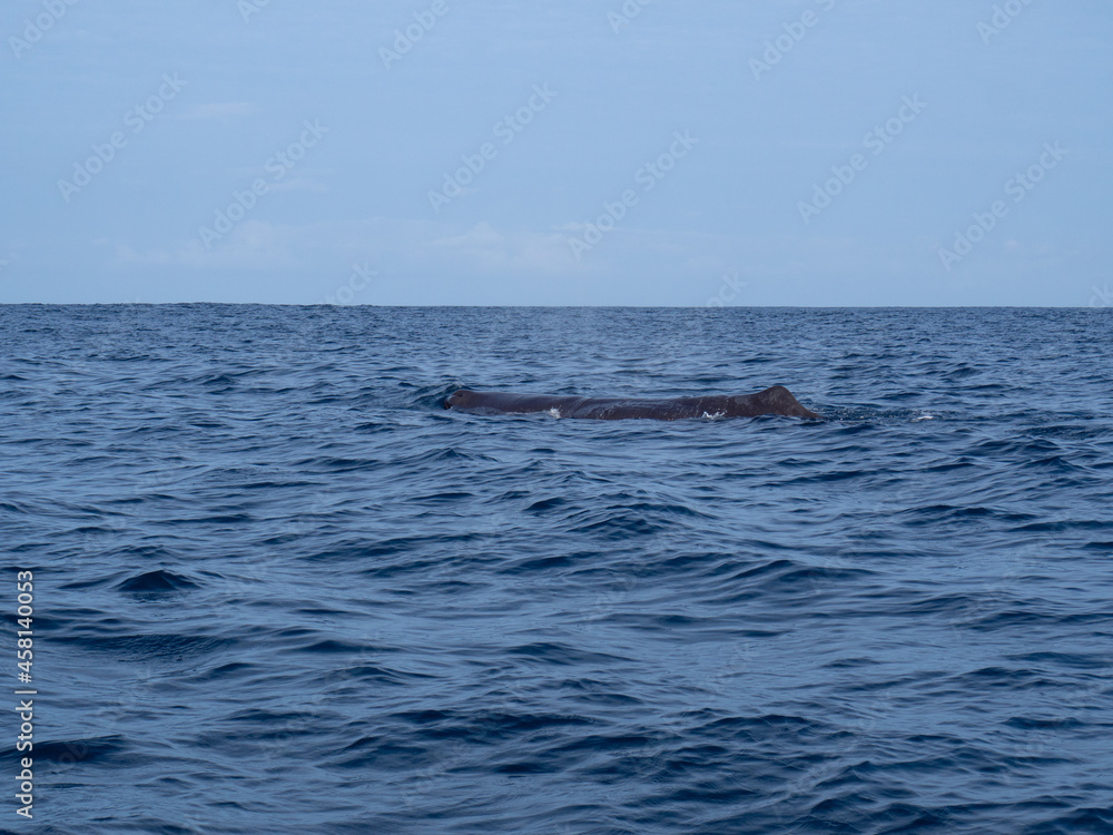 Amazing sunset in atlantic ocean with waves and wildlife dolphins and sperm whales in açores, azores, portugal Amazing sunset in atlantic ocean with waves and wildlife dolphins and sperm whales in açores, azores, portugal