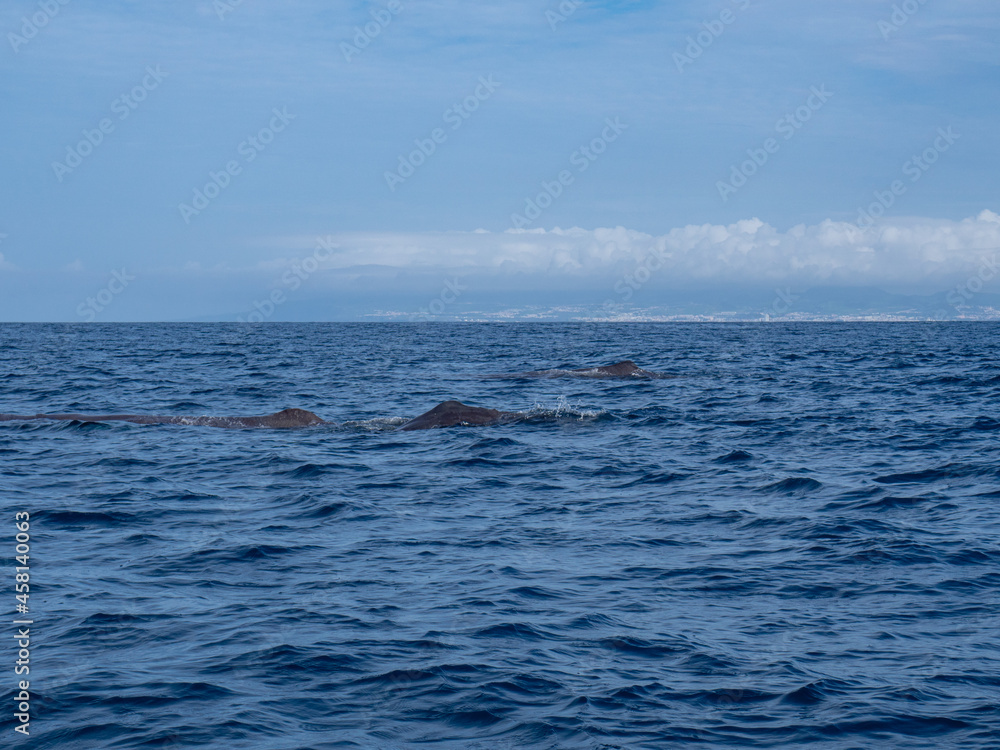 Fototapeta premium Amazing sunset in atlantic ocean with waves and wildlife dolphins and sperm whales in açores, azores, portugal 