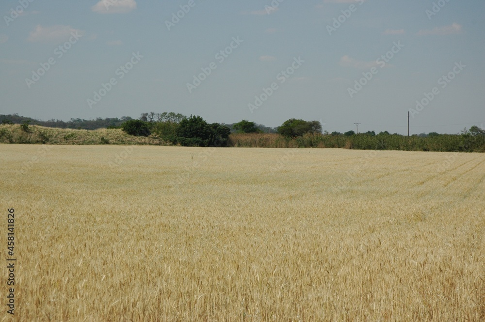 Golden wheat fields