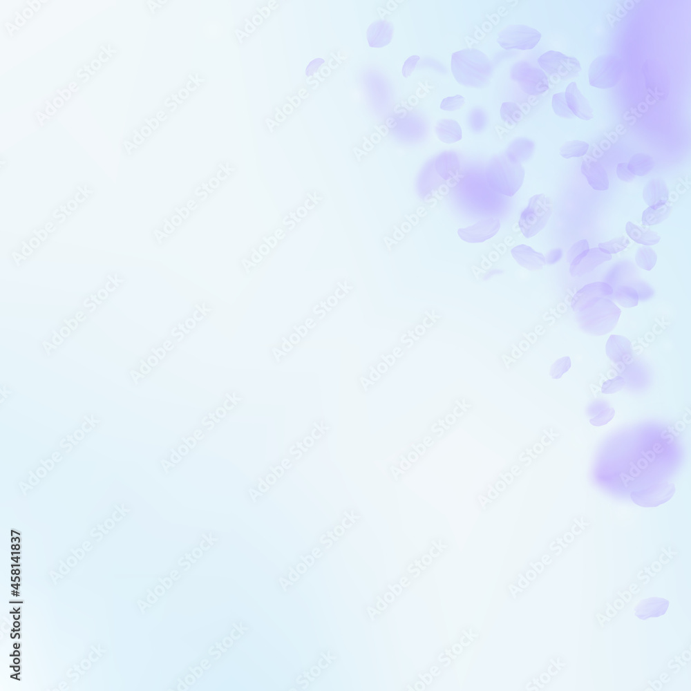 Violet flower petals falling down. Wonderful roman Violet flower petals falling down. Wonderful roman